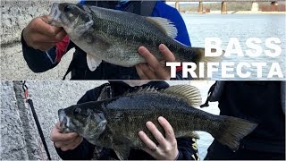 LIVE SHINERS ARE THE ULTIMATE FISHING BAIT I Caught ALL 3 Bass Species [upl. by Chrissy]