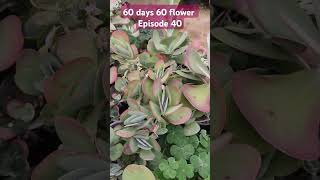 Kalanchoe thyrsiflora instagram succulenttreanding trending youtubeshorts gardenplants plants [upl. by Adalheid986]