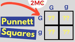 Punnett Square Basics  Mendelian Genetic Crosses [upl. by Enicul800]