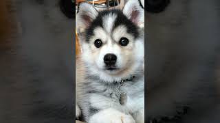 Pomsky Puppies Cutest Dogs In The World shorts [upl. by Lail]