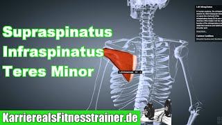 Außenrotatoren Supraspinatus Infraspinatus Teres Minor Ansatz Ursprung Funktion Dehnung Anatomie [upl. by Barde]