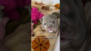 Watch This Tiny Pitbull Puppy Steal Hearts in Seconds puppy dogbreed doggos shorts [upl. by Shurwood63]