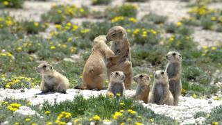 Prairie Dogs Americas Meerkats  Social Life [upl. by Aserej]