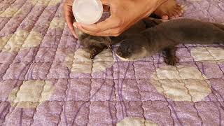 Best Feeding Otter’s Pet Home Fresh Milk is Supporting Baby Otters’ Growing [upl. by Htidirrem160]