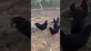 Meet the Majestic Black Australorp Chicken The Ultimate Backyard Fowl [upl. by Mooney]