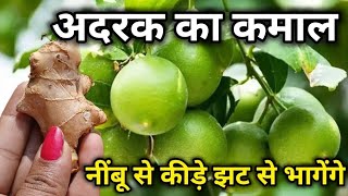 अदरक का प्रयोग नींबू में एक बार करके देखें पौधा नींबू से भर जाएगा  Lemon Plant Care Tips fertilizer [upl. by Mannes132]