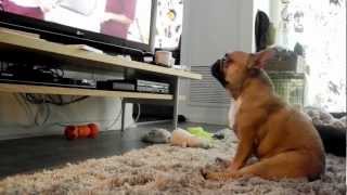 010 Hanging with The Dog Whisperer  French Bulldog JeanClaude JCVDog [upl. by Nikolas]