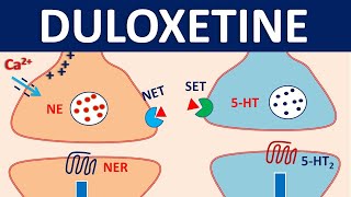 Duloxetine cymbalta  Mechanism precautions interactions amp uses [upl. by Anaitsirc]