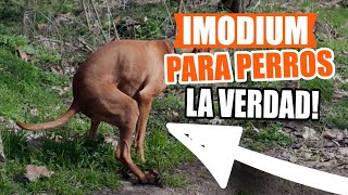 IMODIUM para PERROS 🐶💊Usos Dosis y Efectos Secundarios [upl. by Gibert966]