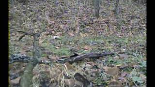 Whitetail buck chasing doe and grunting [upl. by Norford]