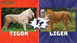 Ligers vs Tigons  The Ultimate Showdown  WildFact Wonders [upl. by Ahseenak791]