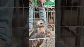 ভয়ংকর ঈগল পাখি। ঈগল birds mirpur1birdmarket mirpur1birdsmarket lovebirds BDBIRDSHOP [upl. by Ahslek]