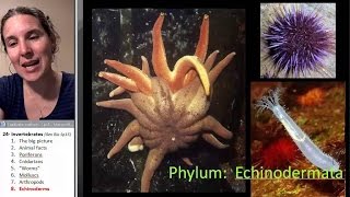 Echinoderms Biology Course [upl. by Llen]