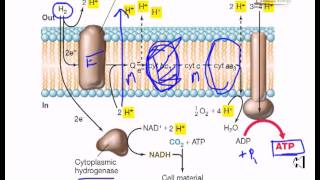 Electron flow in hydrogen oxydizing bacteria [upl. by Htiek25]