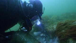 Why Is This Gold Diver So Excited To Find A Cheese Sandwich [upl. by Gagnon]