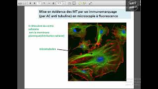 Les microtubules [upl. by Roland]