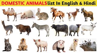 DOMESTIC ANIMALS VOCABULARY  Animals Name in English and Hindi With Pictures  MiskaMagicGallery [upl. by Charles150]