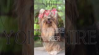 20 Small Hypoallergenic Dog Breeds [upl. by Lebezej]