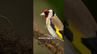 Goldfinch Bird Totem of the Week of May 13 2024 to May 20 2024 goldfinch bird birds birdtotem [upl. by Taran]