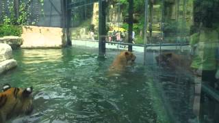 Liger Swim at Safari Park Shenzhen [upl. by Aynwad]