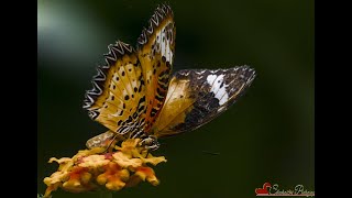 Stratford upon Avon UK Butterfly Farm Visit May 2024 [upl. by Rennob599]