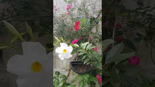 Dipladenia vermelha e branca florindo muito plantas flores [upl. by Andee]