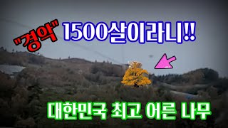 충격 1500살 최고 어른나무 1500년 효자나무라서 그런 것일까 [upl. by Selinski]