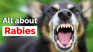 All about Rabies  Symptoms  रेबीज क्या है  Rabies in dogs  Rabies virus [upl. by Blondie]