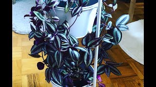 Tips For A Fuller Tradescantia zebrina  Wandering Jew Plant [upl. by Miltie]