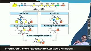 Lecture 18 Structural variation in immunoglobulin constant regions and isotype switching  Contd [upl. by Omarr]