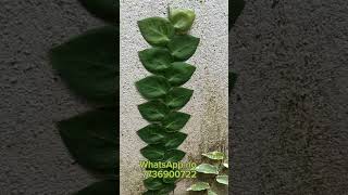 Rhaphidophora Hayi plant plantsale creativeplanting [upl. by Deryl]