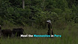 Meet the Mennonites in Peru [upl. by Cudlip]