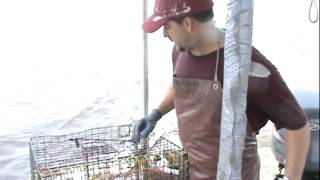 Blue Crab Fishing cajun style in south louisiana part 4 [upl. by Anima]