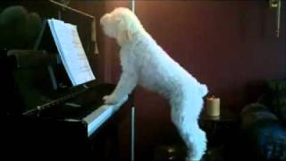 Sing Like No One is Watching  Poodle Dog Playing Piano amp Singing Howling [upl. by Hathaway]