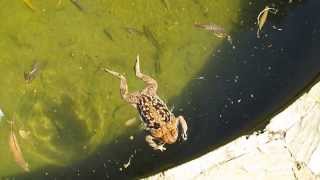 SapoBoi caiu na piscina Nilton Landim na Gruta da Lapinha MG  Brasil [upl. by Warton519]