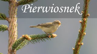 Rozśpiewany Pierwiosnek  Phylloscopus collybita [upl. by Nodaj616]