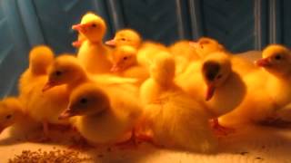 Muscovy Ducklings 1 day old [upl. by Wendy]