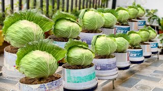 Increasing Cabbage Productivity With 7 Super Easy Planting Tips [upl. by Brand]