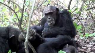 Chimpanzee trekking in Mahale National Park Tanzania [upl. by Chace]