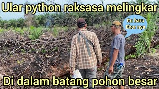 NYAR1S DI TEMB4K MUNCUL LAGI ULAR PYTHON RAKSASA DI DALAM BATANG POHON BESARWARGA HEBOH SEMUA [upl. by Ecinej]