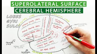 Superolateral surface of cerebral hemisphere  Lobes sulci gyri  Neuroanatomy [upl. by Strenta]