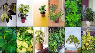 SCHEFFLERA PLANT VARIETIES  Plants Weekly [upl. by Perot]