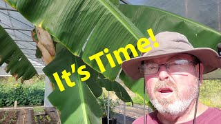 Harvesting Bananas In Northeast Texas [upl. by Imac]