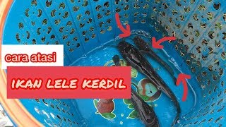 cara mengatasi ikan lele yang kerdil pembudidaya ikan lele wajib tau [upl. by Nena682]