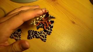 Garden tiger moths Arctia caja  HD handling [upl. by Gavan]