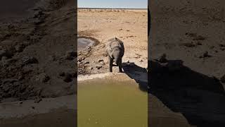 First few hours in ETOSHA National Park Namibia lions elephants and rhino Just waw [upl. by Eerdua]