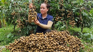 Harvest Dimocarpus Longan Goes to the market sell  Take care ginger garden  Lý Thị Ca [upl. by Ahsiemak]