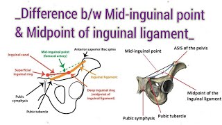 INGUINAL LIGAMENT amp The difference between Midinguinal point and midpoint of inguinal ligament [upl. by Nneb]