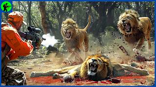 How Do South African Hunters Hunt Millions Of Lions  Farming Documentary [upl. by Eelrahs361]