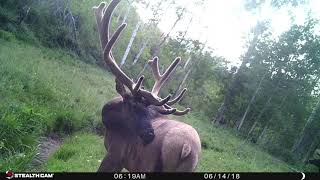 Colorado unit 61 and the Utah bookcliffs elk scouting photos [upl. by Eilsek]